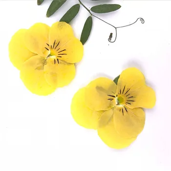 60pcs Sušené Stlačení Žltého Pansy Corydalis Suaveolens Hance kvetov Rastlín Herbarium Pre Šperky Záložku Telefón Prípade Pohľadnicu urob si sám