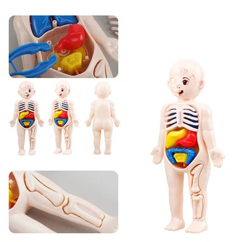 Dieťa 3D Puzzle Ľudského Tela, Anatómia Model Vzdelávacie Hračky Pre Deti Orgán, Orgán Lekárske Nástroje Výučby Montessori Hračky 3 6 Rokov