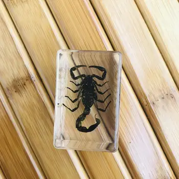Náhodné 1pc Transparentné Jantárovej Živice Hmyzu Vzoriek Spider Scorpion Paperweight Živice Dekorácie Krab Hmyzu P0b4
